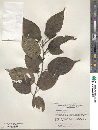 Stachyurus praecox image