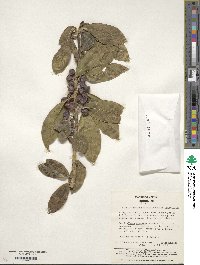 Ilex leucoclada image