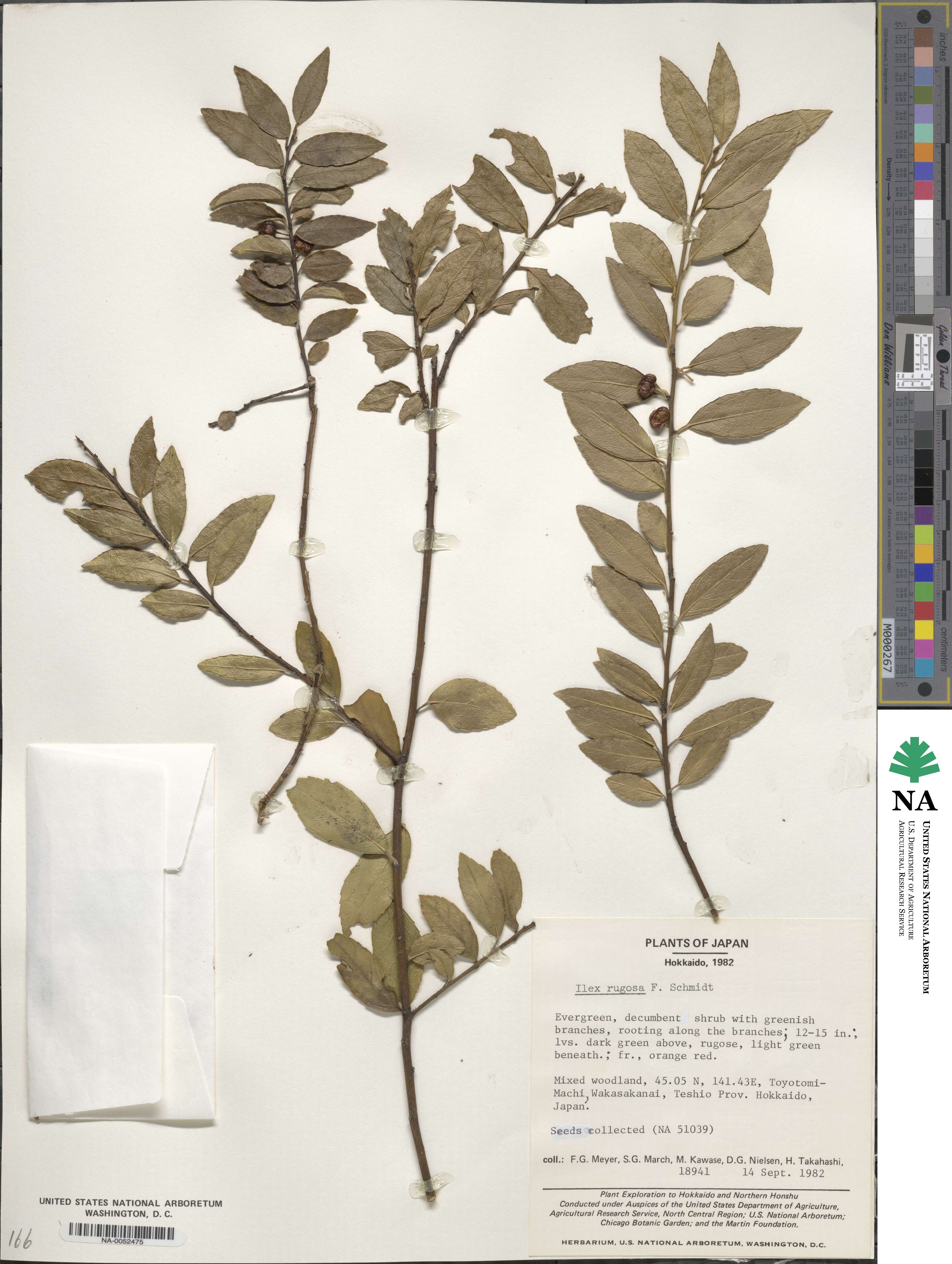 Ilex rugosa image