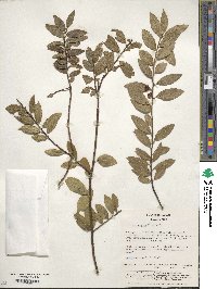 Ilex rugosa image