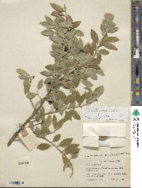 Ilex triflora var. kanehirai image