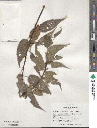 Stachyurus praecox image