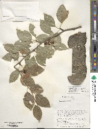 Ilex macropoda image