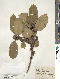 Ilex latifolia image