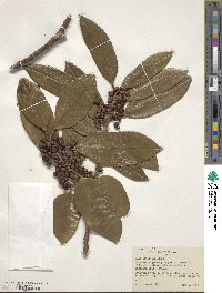 Ilex latifolia image