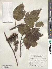 Stachyurus praecox image