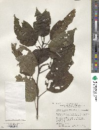 Stachyurus praecox image