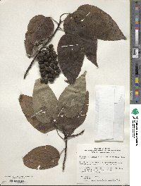 Stachyurus praecox image