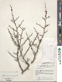 Ilex serrata image