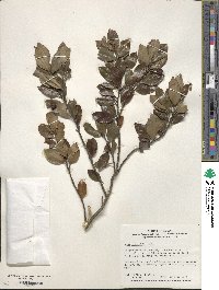 Ilex sugerokii image