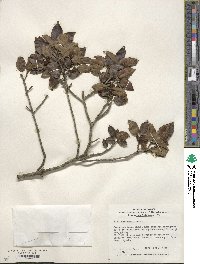 Ilex pedunculosa image