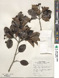 Ilex pedunculosa image