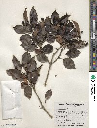 Ilex pedunculosa image