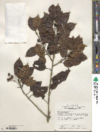 Ilex pedunculosa image