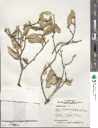 Elaeagnus pungens image