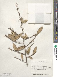 Elaeagnus pungens image