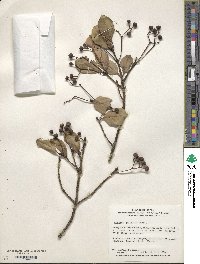 Euonymus japonicus image