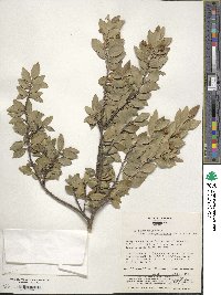 Ilex sugerokii image