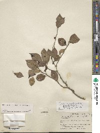 Ilex serrata image