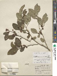 Ilex serrata image