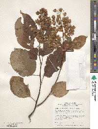 Tripterygium wilfordii image