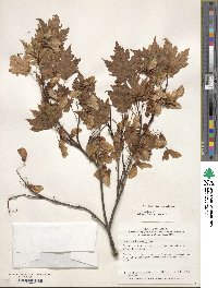 Acer tschonoskii image