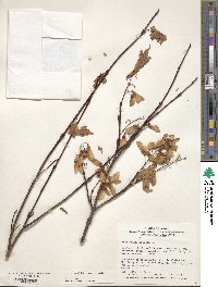 Acer tschonoskii image