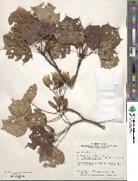 Acer truncatum image