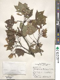 Acer truncatum image