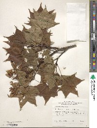 Acer truncatum image