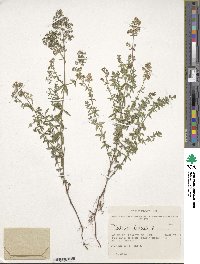 Galium boreale image