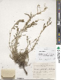 Bassia prostrata image