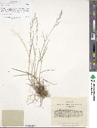 Poa glauca image