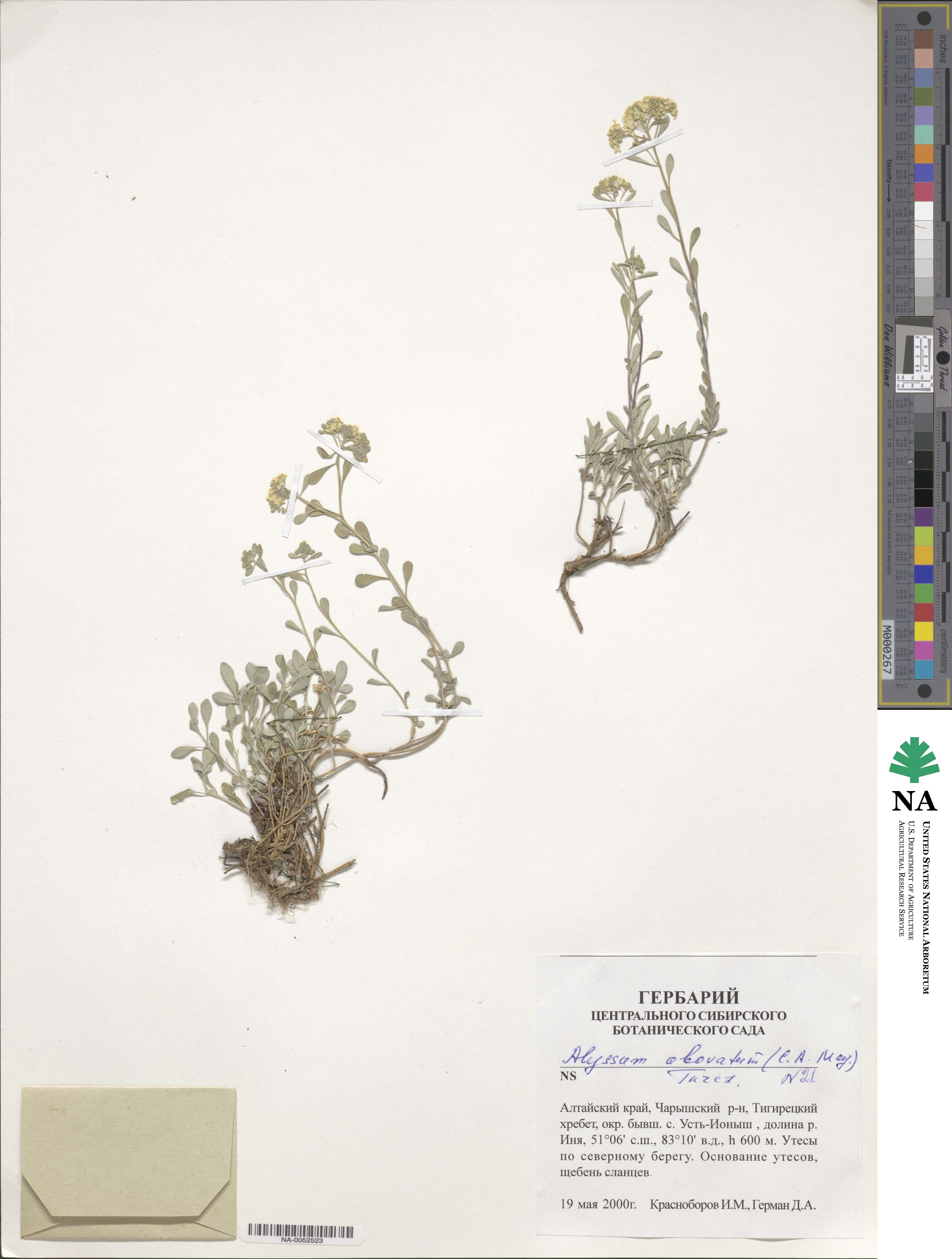 Odontarrhena obovata image