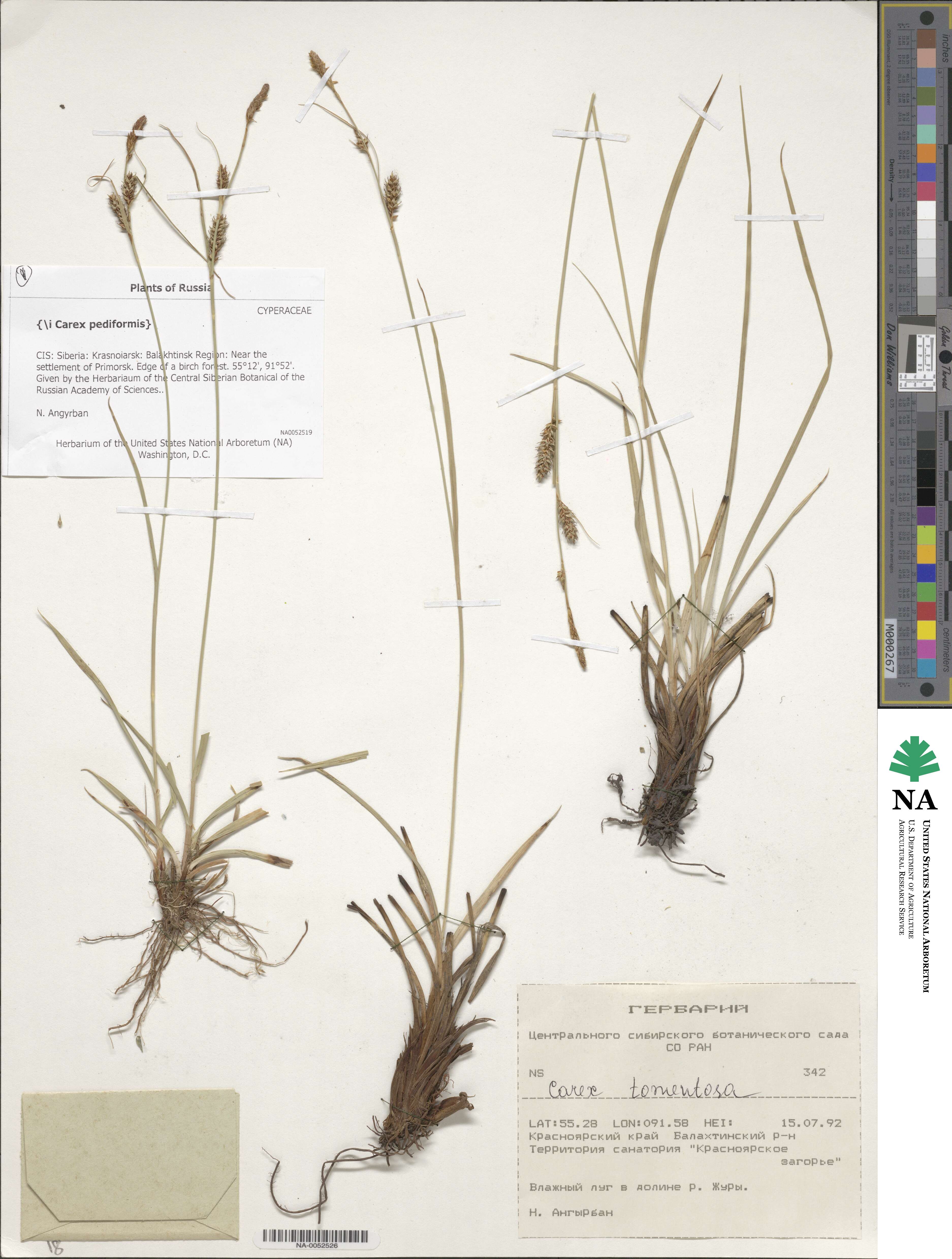 Carex tomentosa image