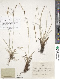 Carex tomentosa image