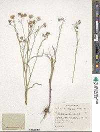 Crepis tectorum image