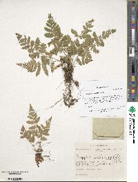 Dryopteris carthusiana image