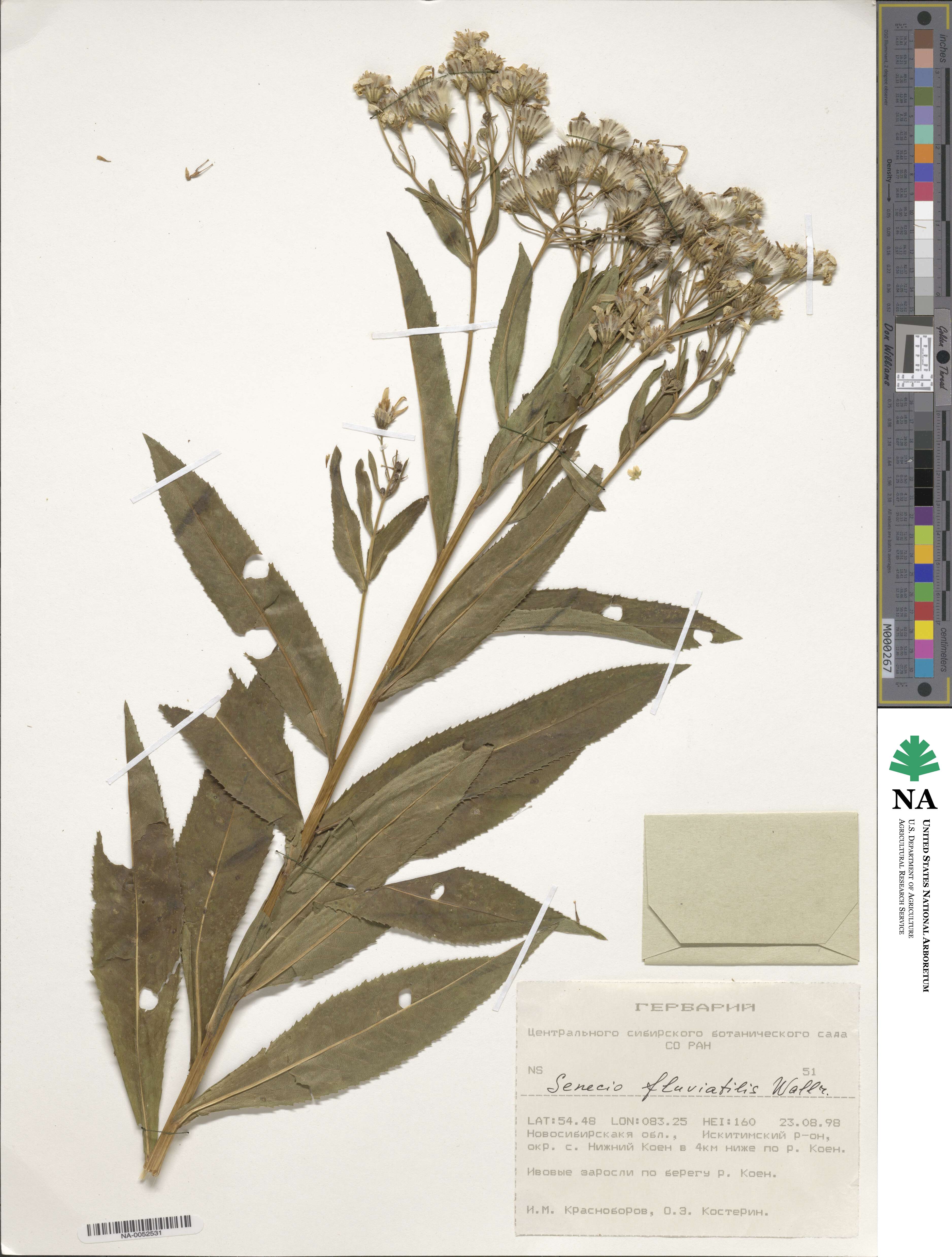 Senecio sarracenicus image