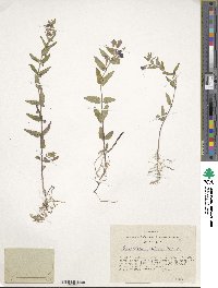 Scutellaria galericulata image