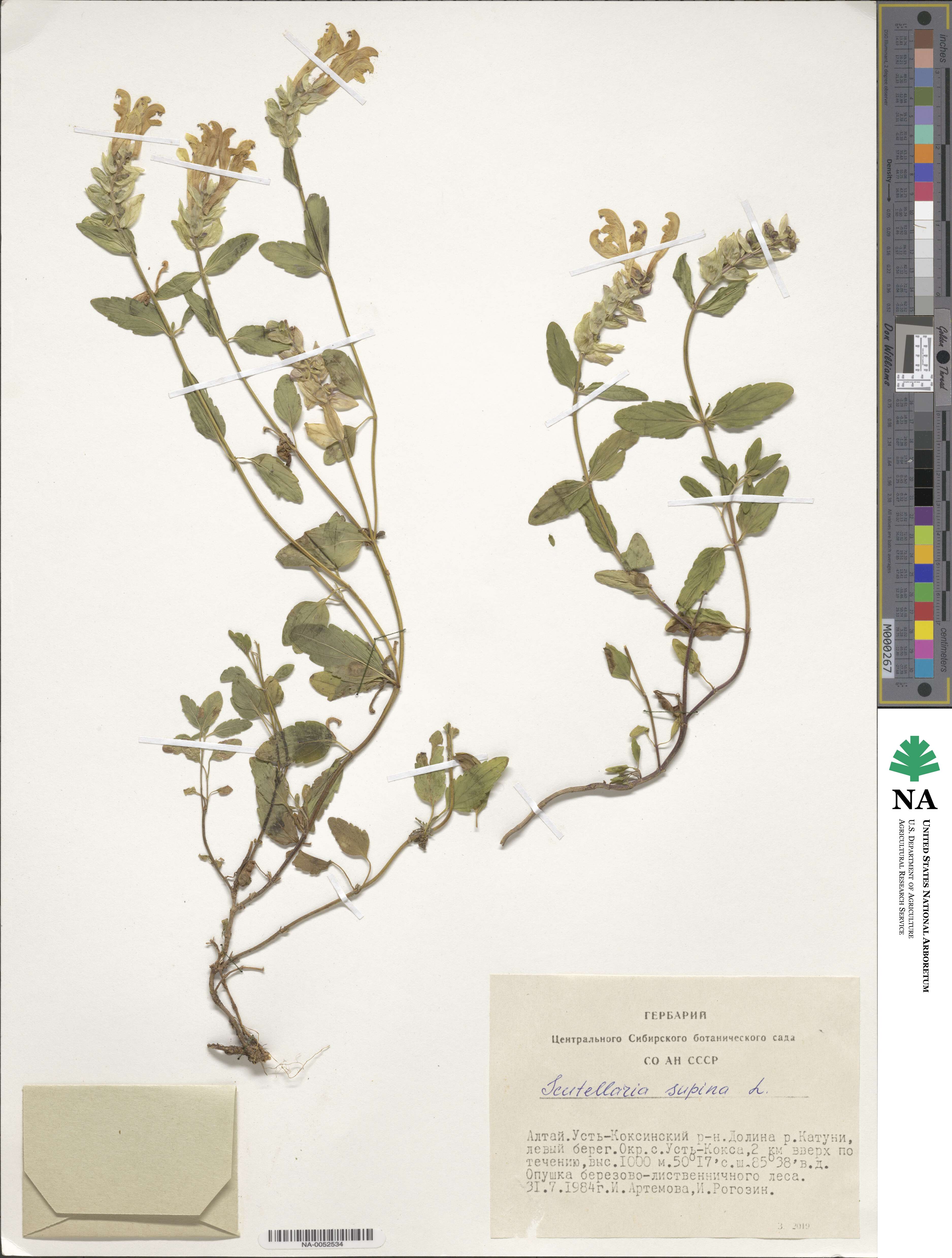 Scutellaria supina image