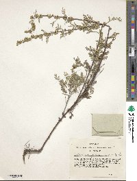 Artemisia gmelinii image