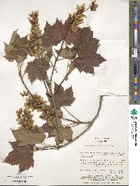 Acer ukurunduense image