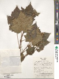 Acer ukurunduense image