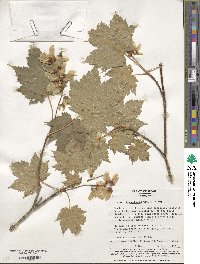 Acer ukurunduense image