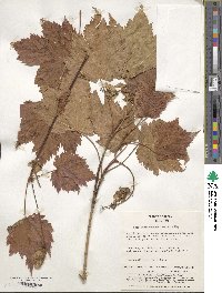 Acer ukurunduense image