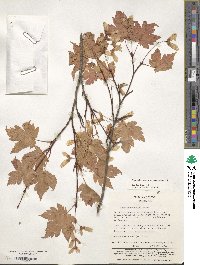 Acer tschonoskii image