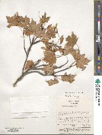 Acer tschonoskii image