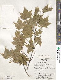 Acer tschonoskii image