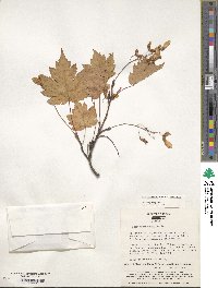 Acer tschonoskii image